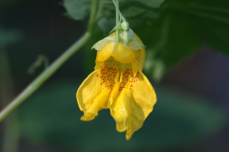 Impatiens noli-tangere / Balsamina gialla